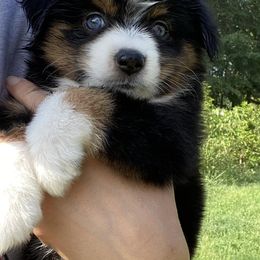 Aussiedoodles and Miniature Australian Shepherds from Dayspring Doodles NC