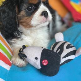 Cavalier King Charles Spaniel Puppies from Angels Ridge Cavaliers