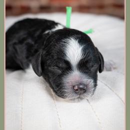 Jamie - Black and white male Cockapoo puppy in Connersville, Indiana from Deaz Doodle Ranch