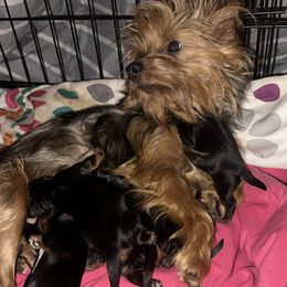 Molly - Yorkshire Terrier