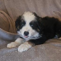 Chloe - Black tri female Miniature Australian Shepherd puppy in Kingman, Arizona from Waggin Bow Mini Aussies