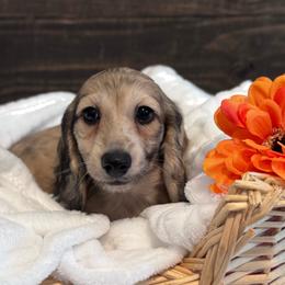 Gill - Cream male Dachshund puppy in Dothan, Alabama from Little House Pups