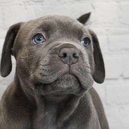 American Bullies from BURI Bull Kennels