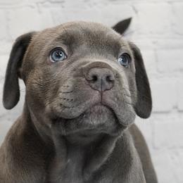 American Bullies from BURI Bull Kennels