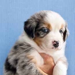Ash - Blue merle female Australian Shepherd puppy in Marshall, Virginia from Aussie Tales Farm