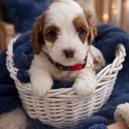 Cinnamon - White male Cavapoo puppy in Ormond Beach, Florida from Florida Coast Doodles
