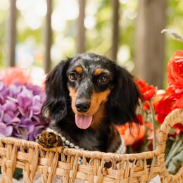 Dachshunds from Sierra Boyette