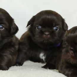Purple Girl - Chocolate female Shih Tzu puppy in Tyler, Texas from Sunnybelle Shih Tzus