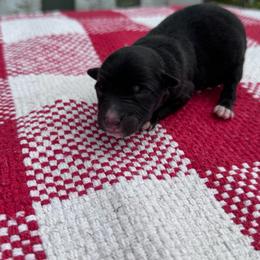 Skor - Black tri-color female Australian Shepherd puppy in Laotto, Indiana from Circle B working Aussies