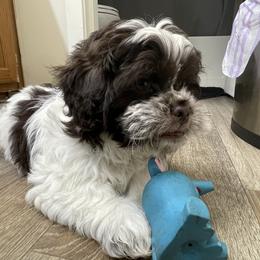 Shih Tzu Puppies from TACG