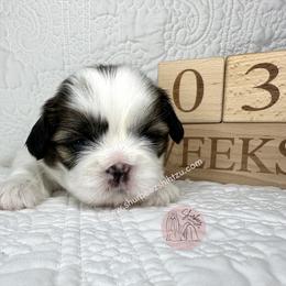 Shih Tzu Puppies from Shurbeez Shih Tzu