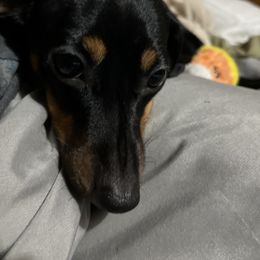 Dachshunds from NOLA Dachshunds