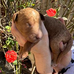 Stormy - Red collar - Red  male Goldendoodle puppy in Puyallup, Washington from Dawnie’s Doodles