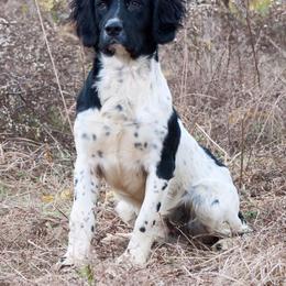 English Springer Spaniel All Grown Up from Ridgeline Springer Spaniels