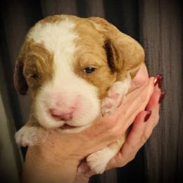 Rudolph - Red male Cavapoo puppy in Bradenton, Florida from Christianna’s Mini Goldendoodles