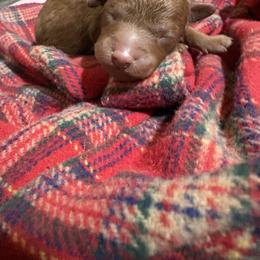 Velour - Red  female Poodle puppy in Utica, Ohio from Poodle Me Crazy