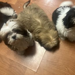 Shih Tzu Puppies from Little Lions West
