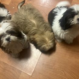 Shih Tzu Puppies from Little Lions West
