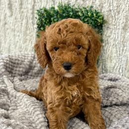 Betsy - Red  female Poodle puppy in Vilonia, Arkansas from Donna’s Pretty Poodles