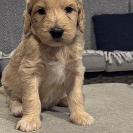 Goldendoodle Puppies from H&H Goldendoodles of Braselton