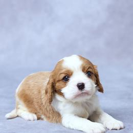 Ezra - Tri-color male Cavalier King Charles Spaniel puppy in Apple Creek, Ohio from Grandeur Valley Puppies