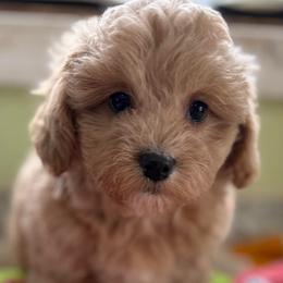 Tasha - Apricot female Maltipoo puppy in Colonial Beach, Virginia from BeachRidge Pups
