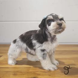 Lottie - Parti female Miniature Schnauzer puppy in Diamond Valley, Utah from JoJo's Schnauzers