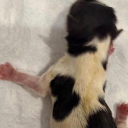 Boy 1 - Black tan and white male Biewer Terrier puppy in West Haven, Connecticut from Lozado’s Biewers