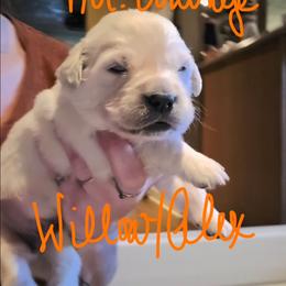 Puppy - Light golden male Golden Retriever puppy in Waynesburg, Ohio from Avalon English Retrievers