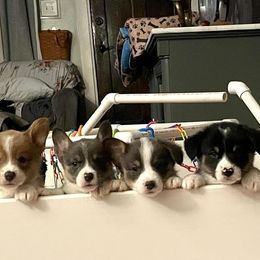 Pembroke Welsh Corgi Puppies from Corgitown