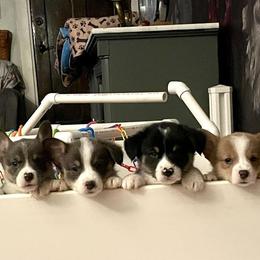 Pembroke Welsh Corgi Puppies from Corgitown