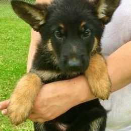 German Shepherd Puppies from Rain's Legacy German Shepherds