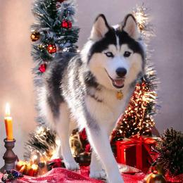 Siberian Husky Puppies from Royal Siberian AKC Huskies