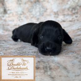 Cotton AKC SILKY WIRE - Black female Dachshund puppy in Alto, Texas from Double W Doxies