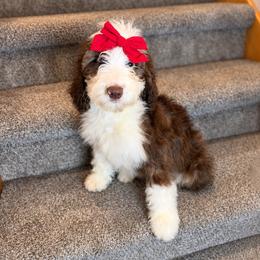 Nova - Liver and white female Springerdoodle puppy in Cassville, Wisconsin from Storyside Kennels