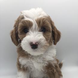 Purple boy - Red  male Goldendoodle puppy in Medina, Ohio from Farmer Doodles