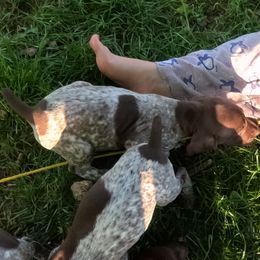 D8 - Liver and white female German Shorthaired Pointer puppy in Mechanicsville, Iowa from Apple River Working Dogs