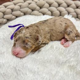 Girl 3 - female Bernedoodle puppy in Rose Hill, North Carolina from Red Door Canines