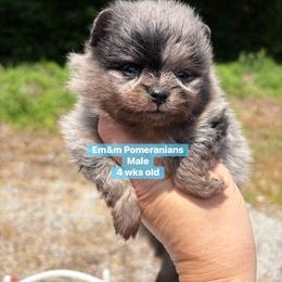 Merle boy Stella 3000 - Blue merle male Pomeranian puppy in Kentucky from Em&M Pomeranians