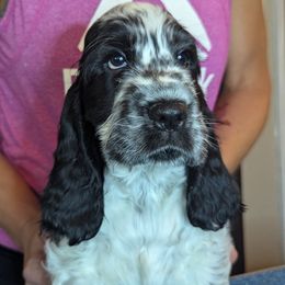 English Cocker Spaniel Puppies from Underwood's English Cocker Spaniels