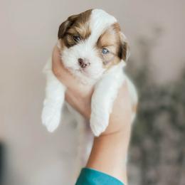 Peep - Red and white male Shihpoo puppy in Hopkins County, Texas from Boutique Doodles