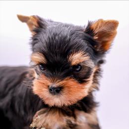 Yorkshire Terrier Puppies from Essence of Grace Yorkies
