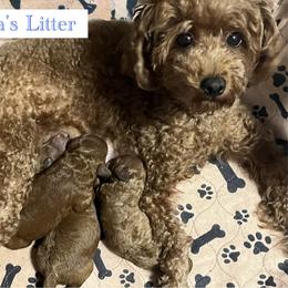 Goldendoodle and Poodle Puppies from Katy's Toy Poodles & Doodles
