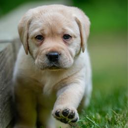 Green Collar - Yellow male Labrador Retriever puppy in West Newbury, Massachusetts from Riverfront K9