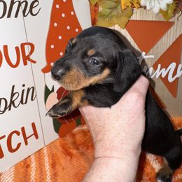 Velvet - Black and tan female Dachshund puppy in Roanoke, Alabama from Windsor Frenchie & Dachshunds