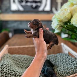 Boy 1 - Chocolate male Yorkipoo puppy in Hooper, Utah from Anchor Dogs