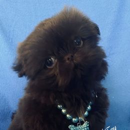 Tiny Leonard- See Video - Chocolate male Shih Tzu puppy in Lawrenceville, Georgia from Beauty's Shih Tzu (Georgia)