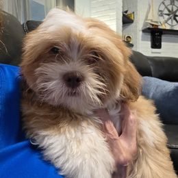 Girl 4 - female Lhasa Apso puppy in Naples, Florida from Deborah's Lhasa Apsos