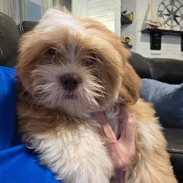 Girl 4 - female Lhasa Apso puppy in Naples, Florida from Deborah's Lhasa Apsos