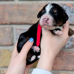 Twix - Tri-color female Bernedoodle puppy in Beaumont, Texas from Joy's Dood Ranch